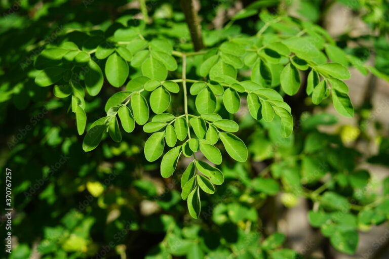 Moringa Capsules – Experience the Miracle Tree’s Magic